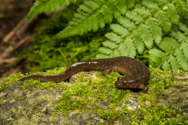 Salamandra oscurecida en la naturaleza —  Fotos de Stock