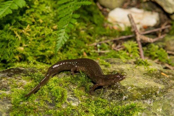 Salamandra oscurecida en la naturaleza —  Fotos de Stock