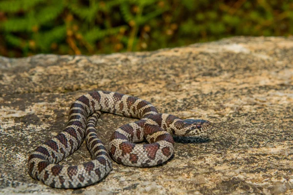 Östra mjölk orm — Stockfoto