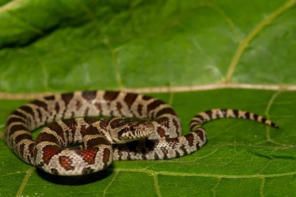 Eastern Milk Snake — Stock Photo, Image