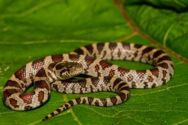 Eastern Milk Snake — Stock Photo, Image