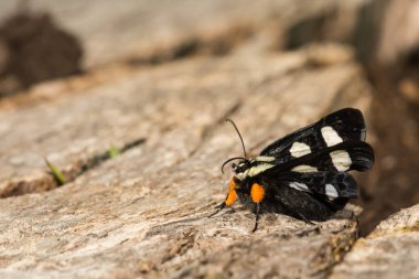 Sekiz noktalı Forester (Alypia octomaculata)