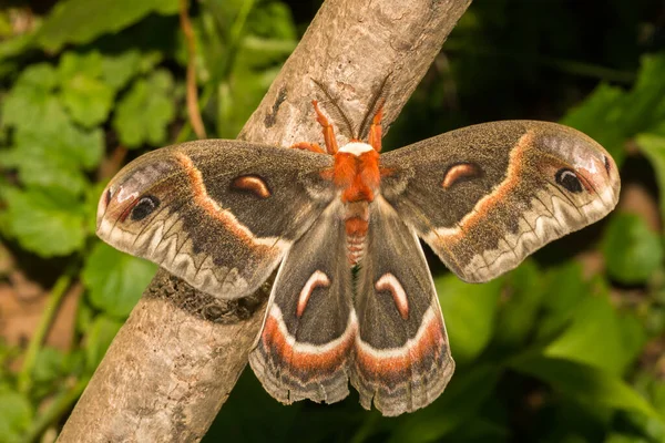 Cecropia Moth Hyalophora Cecropia — Zdjęcie stockowe