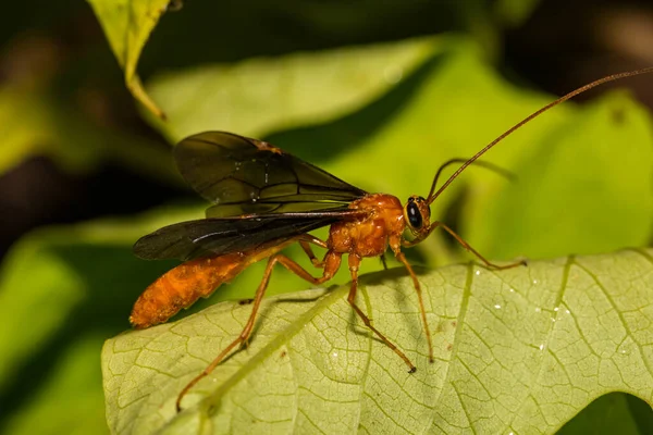 Avispa Parasitoide Familia Braconidae — Foto de Stock