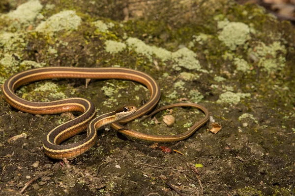 Eastern Ribbon Snake Thamnophis Saurita — Stock Photo, Image