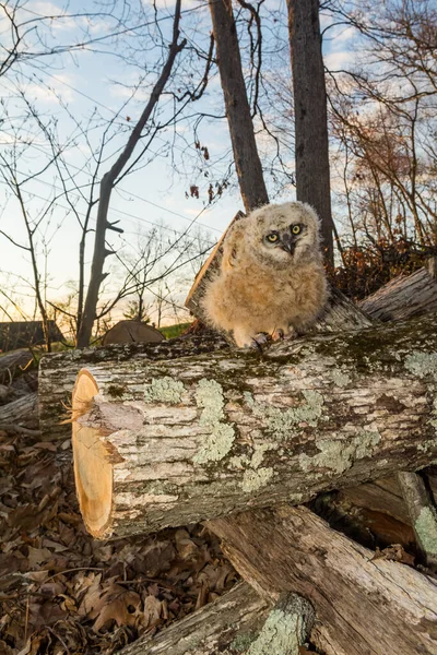 나무를 장작으로 고아가 뿔달린 올빼미 — 스톡 사진