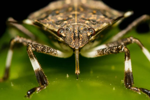 Brun Marmorerad Stink Bug Som Livnär Sig Peppar Trädgården — Stockfoto