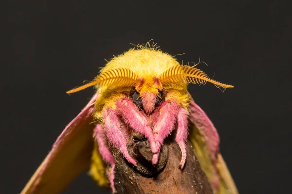 Rosy Maple Moth Dryocampa Rubicunda — стокове фото