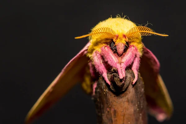 Rosy Maple Moth Dryocampa Rubicunda — стокове фото