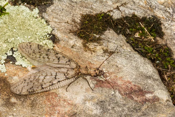 东部多布森苍蝇 Corydalus Cornutus — 图库照片