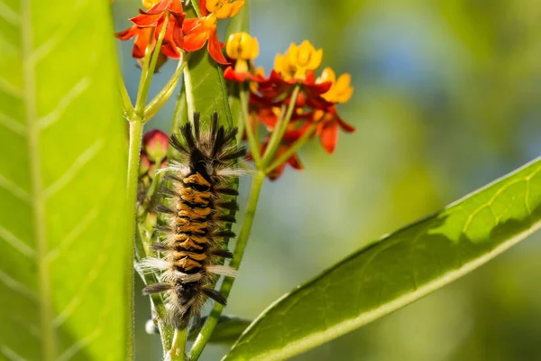 Tejgyom Tussock Molylepke Hernyó Euchaetes Egle — Stock Fotó