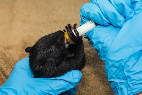 Jeringa Alimentando Una Ardilla Gris Huérfana — Foto de Stock