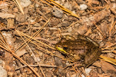 Adirondacks 'da yeşil kurbağa bulundu (Lithobates clamitans)