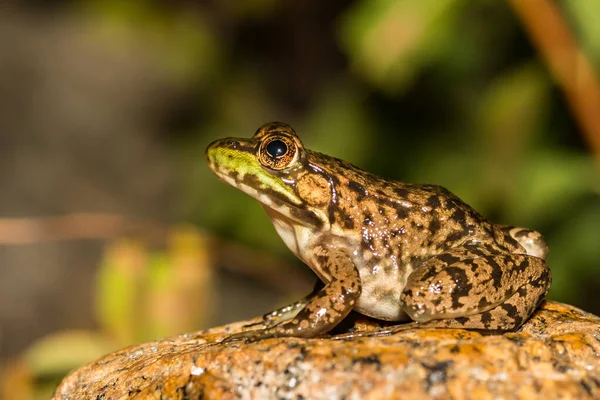 Green Frog Found Adirondacks Lithobates Clamitans — Stock Photo, Image