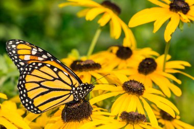 Monarch Butterfly Close Up (Danaus plexippus) clipart