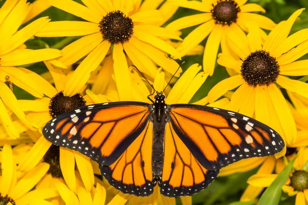 Farfalla Monarca Vicino Danaus Plexippus — Foto Stock