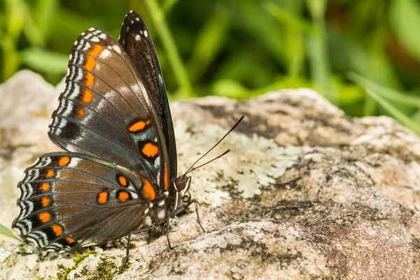 赤色の斑点のある紫色の蝶 Limenitis アルテミス — ストック写真