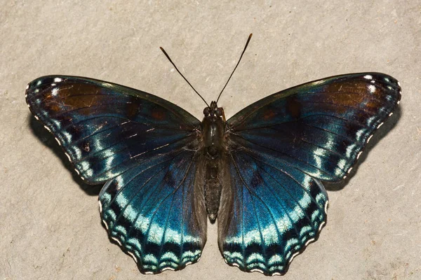 Zauważony Czerwony Fioletowy Motyl Limenitis Arthemis — Zdjęcie stockowe