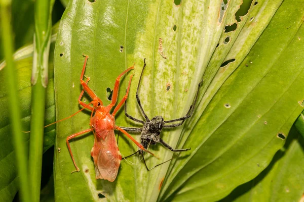 Moldeado Insectos Rueda Arilus Cristatus — Foto de Stock