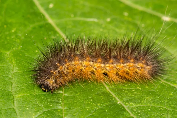 Bruco Palude Salata Estigmene Acrea — Foto Stock