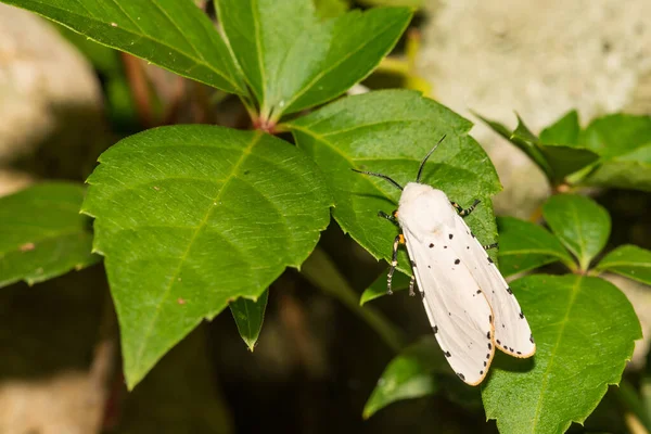 Sal Marsh Moth Estigmene Acrea — Fotografia de Stock