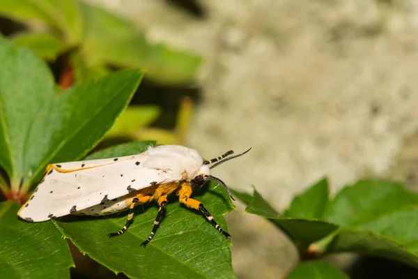 Salt Marsh Estigmene Acrea — Φωτογραφία Αρχείου