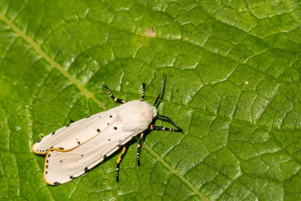 Salt Marsh Moth Estigmene Acrea — Stockfoto