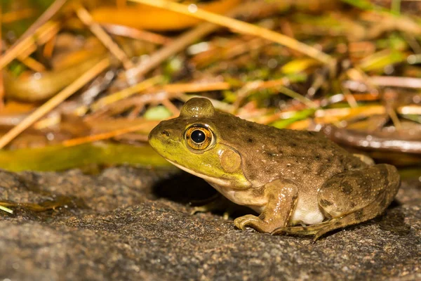 Mink Frog Lithobates Septentrionalis — Stock Photo, Image