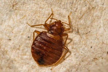 Female Bed Bug- Cimex lectularius clipart