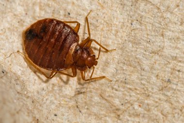 Female Bed Bug- Cimex lectularius clipart