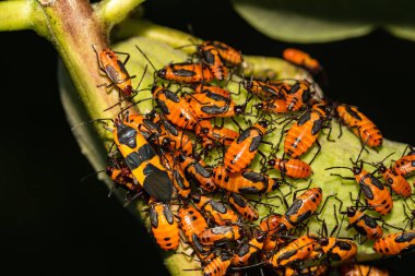 Büyük Milkweed Böceği (Oncopeltus fasciatus)