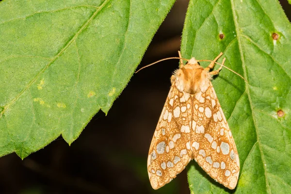 Hickory Tussock Moth Lophocampa Caryae — Fotografia de Stock