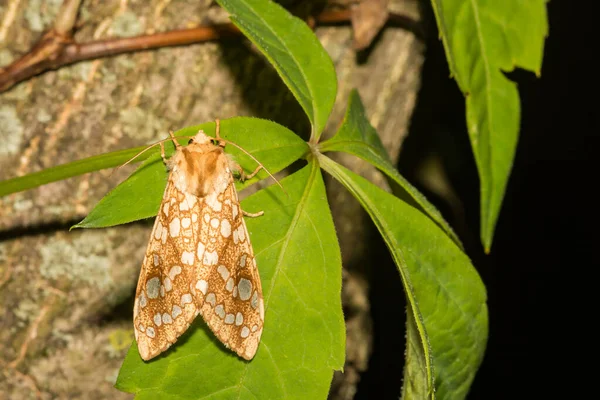 Hickory Tussock蛾 Lophocampa Caryae — 图库照片