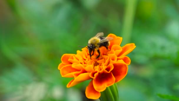 La abeja recoge el néctar — Vídeo de stock