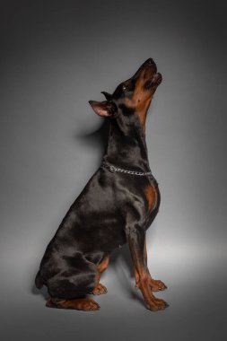 Stüdyoda gri arka planda doberman var.