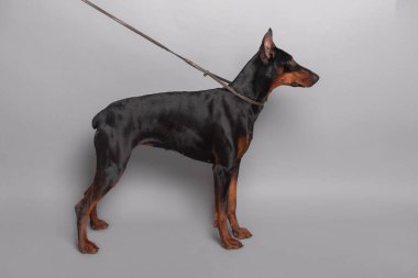 Stüdyoda gri arka planda doberman var.