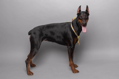 Stüdyoda gri arka planda doberman var.