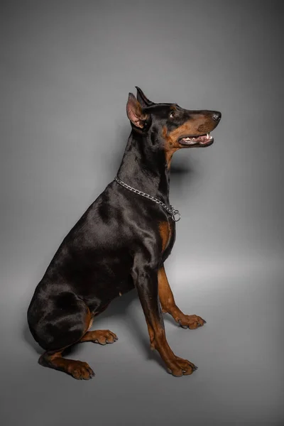 Doberman Studion Grå Bakgrund — Stockfoto