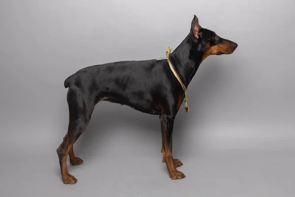 Doberman Studio Sfondo Grigio — Foto Stock