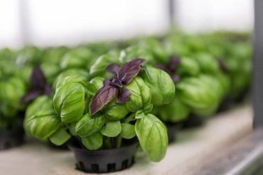 Organik dikey çiftçilikte sıra sıra sebzeler