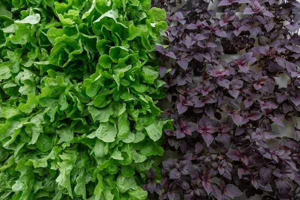 Rows of vegetables in organic vertical farming