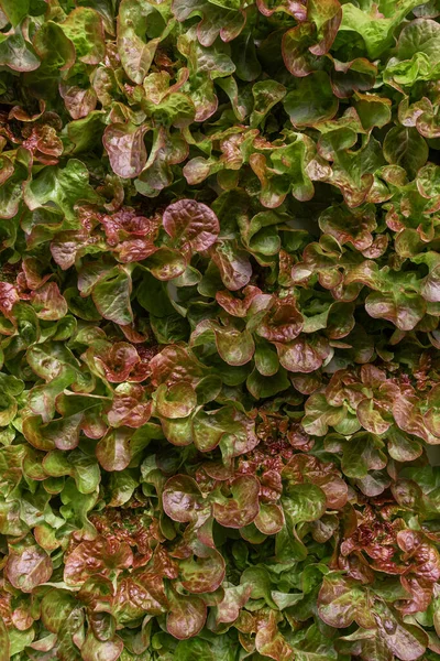 Rows of vegetables in organic vertical farming