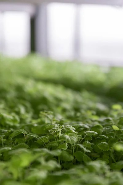 Rows of vegetables in organic vertical farming