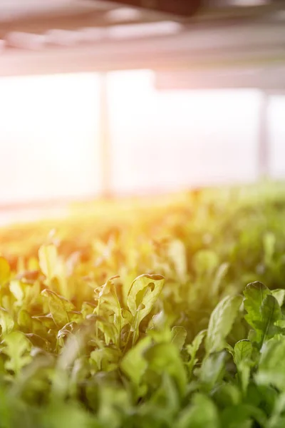 Rows of vegetables in organic vertical farming