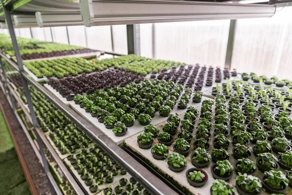 Rows of vegetables in organic vertical farming