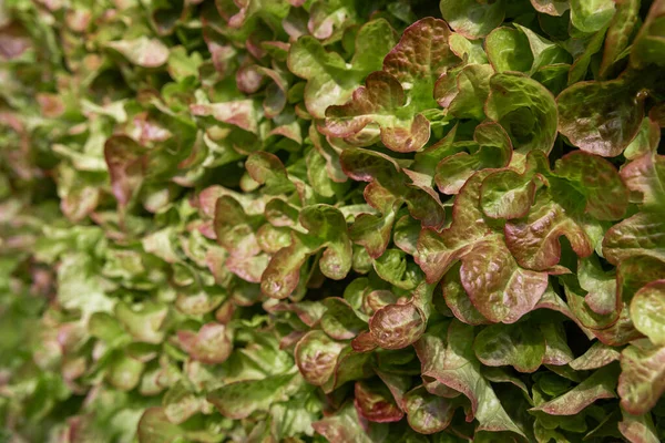 Rows of vegetables in organic vertical farming