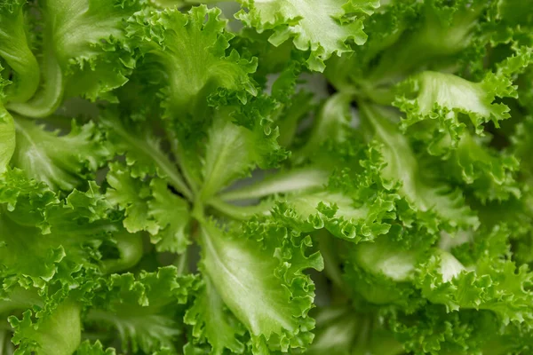 Rows of vegetables in organic vertical farming