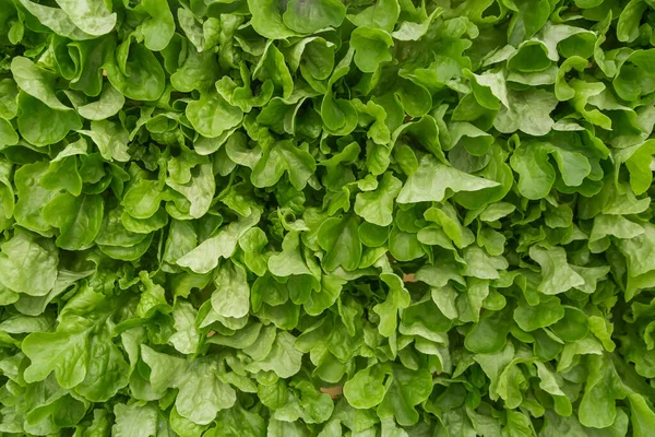 Rows of vegetables in organic vertical farming