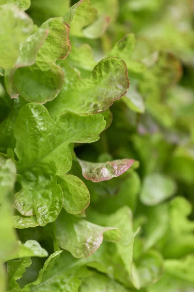 Rows of vegetables in organic vertical farming