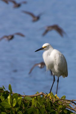 Heron ve komşuları